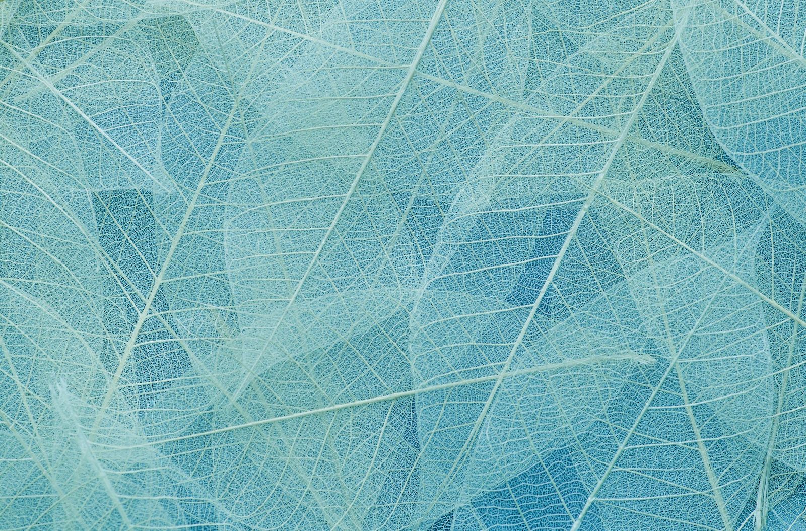 The image shows a close-up of translucent leaves with delicate veins creating a textured pattern in shades of blue and green.